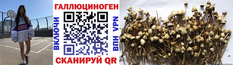 Купить где  Гаврилов Посад  Галлюциногенные грибы Cubensis 